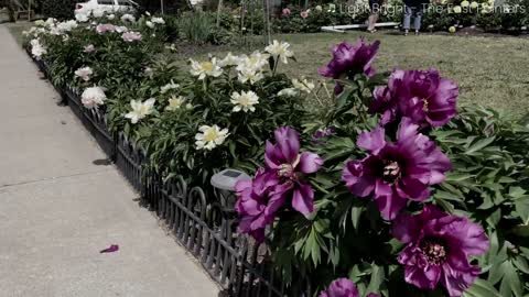 Canadian Peony Society Virtual Show