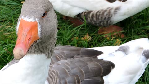 Did you see the goose up close, see its camel