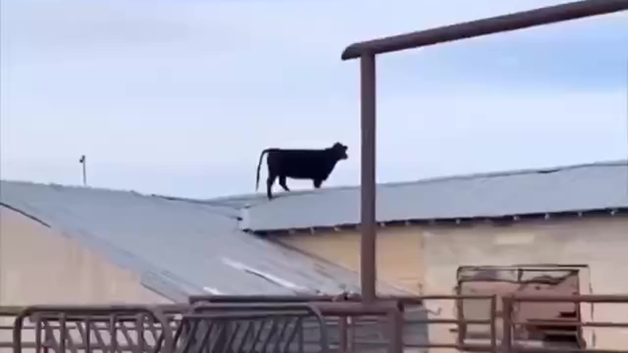 Wow!! Check out this cow standing on a slanted roof!!