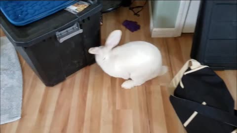 Flemish Giant Rabbit In the House