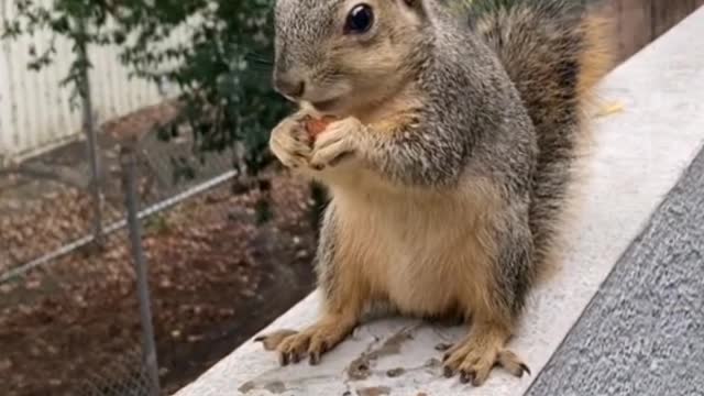 Three cute little squirrels, they are good friends!