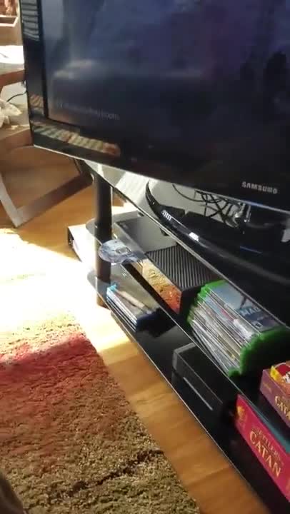 Perra curiosa enciende accidentalmente la Xbox
