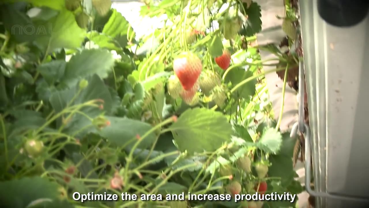 Strawberries Farming Modern Agriculture Technology