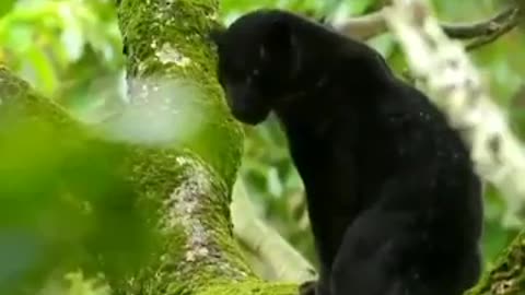 Black panther sitting on tree in rain..