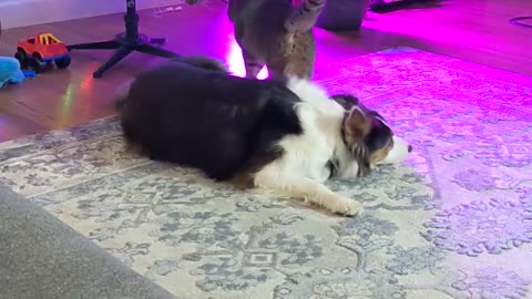 Christmas with Zozo and Jazzy