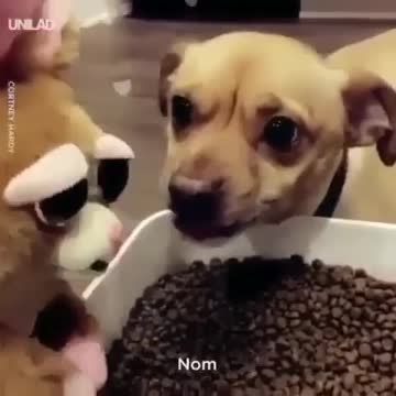 Videos of animals, pets, cats. dogs, etc.