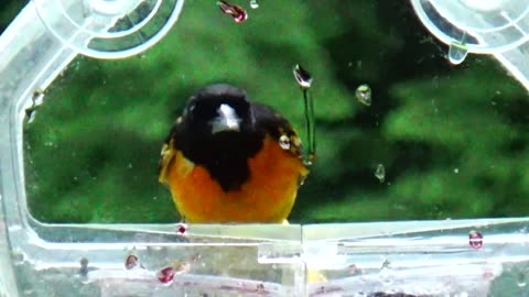 Oriole and Chirping Sparrow