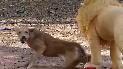 Funny Fake lion & fake tiger prank with Dog