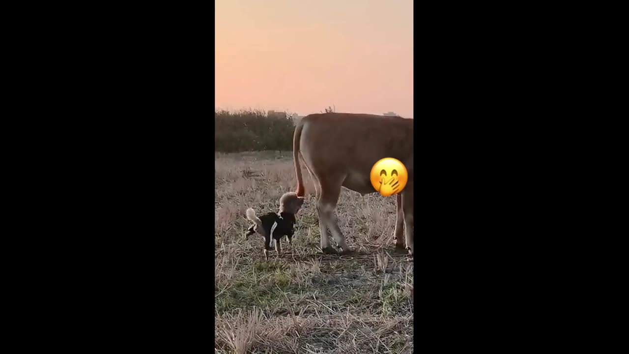 Tricky and funny pets!