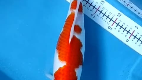 Kohaku koi fish