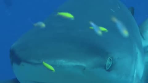 Under sea shark