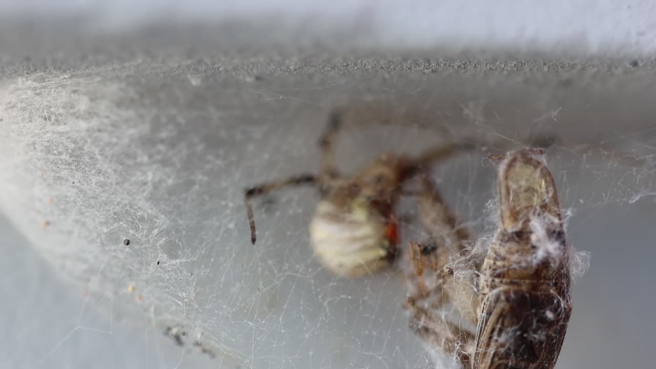 Brown Widow Spiders The Cousin Of Black Widows