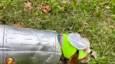 Dachshund Dressed as Oscar the Grouch!