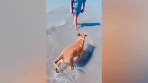 🤣🤣🤣😂funniest dog videos