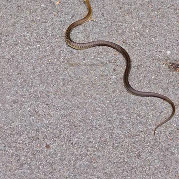 Beautiful snake on a cycle path / Beautiful reptile in nature.