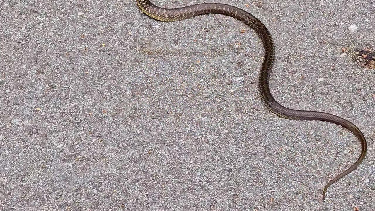 Beautiful snake on a cycle path / Beautiful reptile in nature.