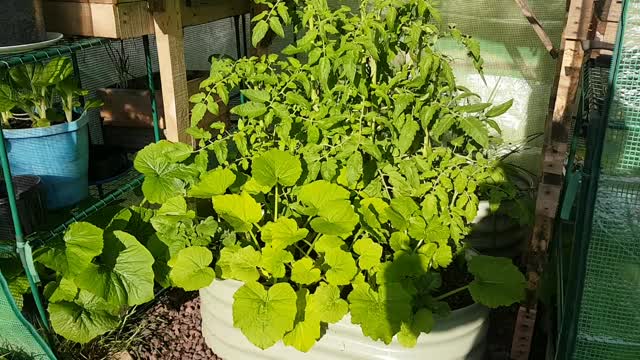 My two Tiny Greehouses update.