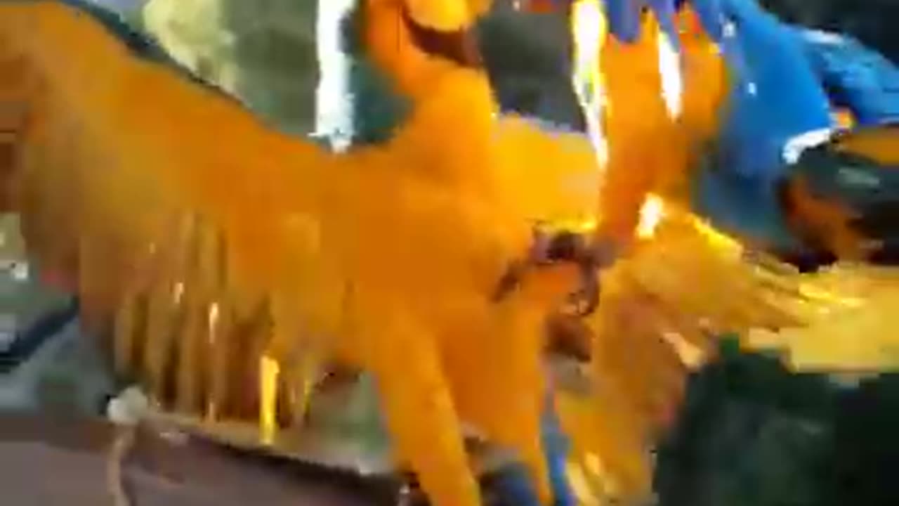 Dramatic Parrots Stumble Into Each Other Like Dominoes 👀😱😂