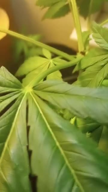 Sweet Dreams Are Indeed Made Of These (I Do Not Own Rights To music)