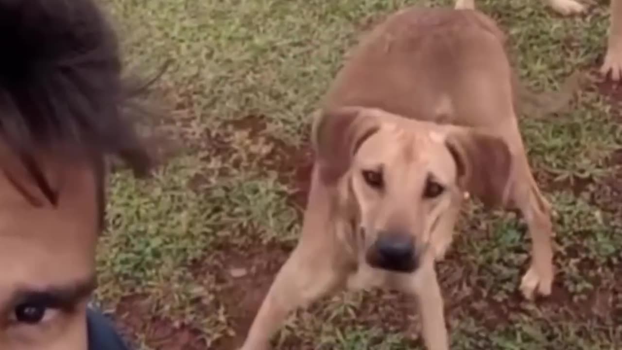 very funny cat and dogs compilation-😂😂😂😂- short