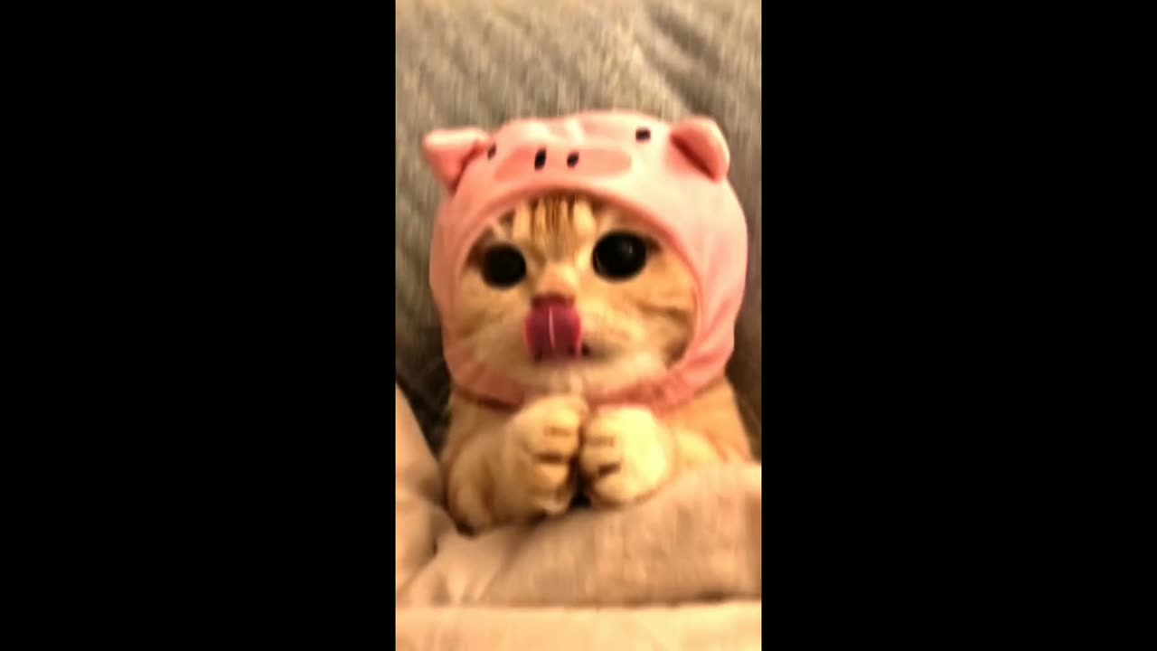 Cute_cat🥰🥰