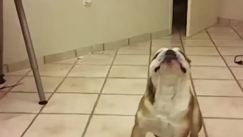 funny animal memes