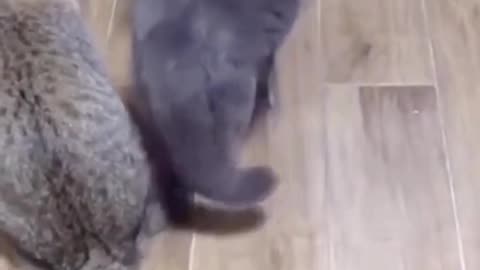 Funny cat video