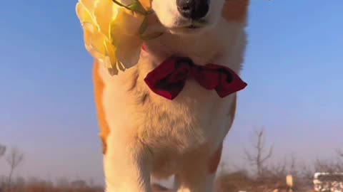 Cute ramp walk by doggy pet 🐕