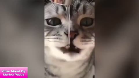 Funny cats 😅😅