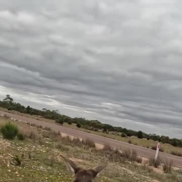 INCREDIBLE Kangaroo Rescue.