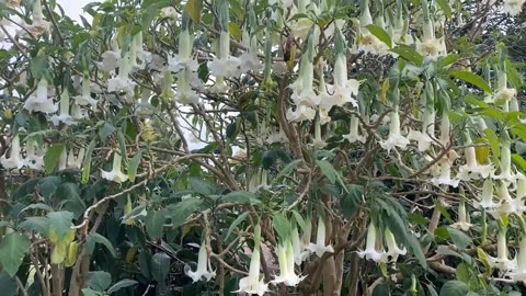 Brugmansia Suaveolens White, Brazil's Angel Trumpet Shrub, Small Tree