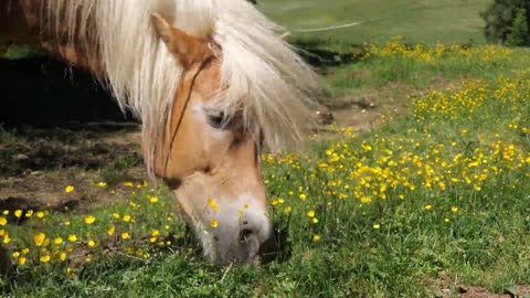 "Unveiling the Mysteries of Horses: 20 Incredible Facts!" 🐎🌟