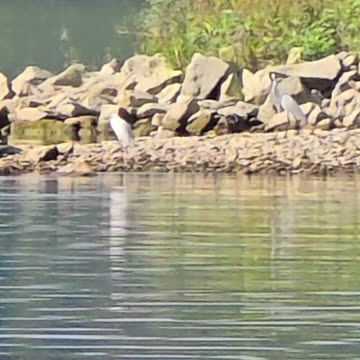 Heron approaching the riverbank / Swans / Herons