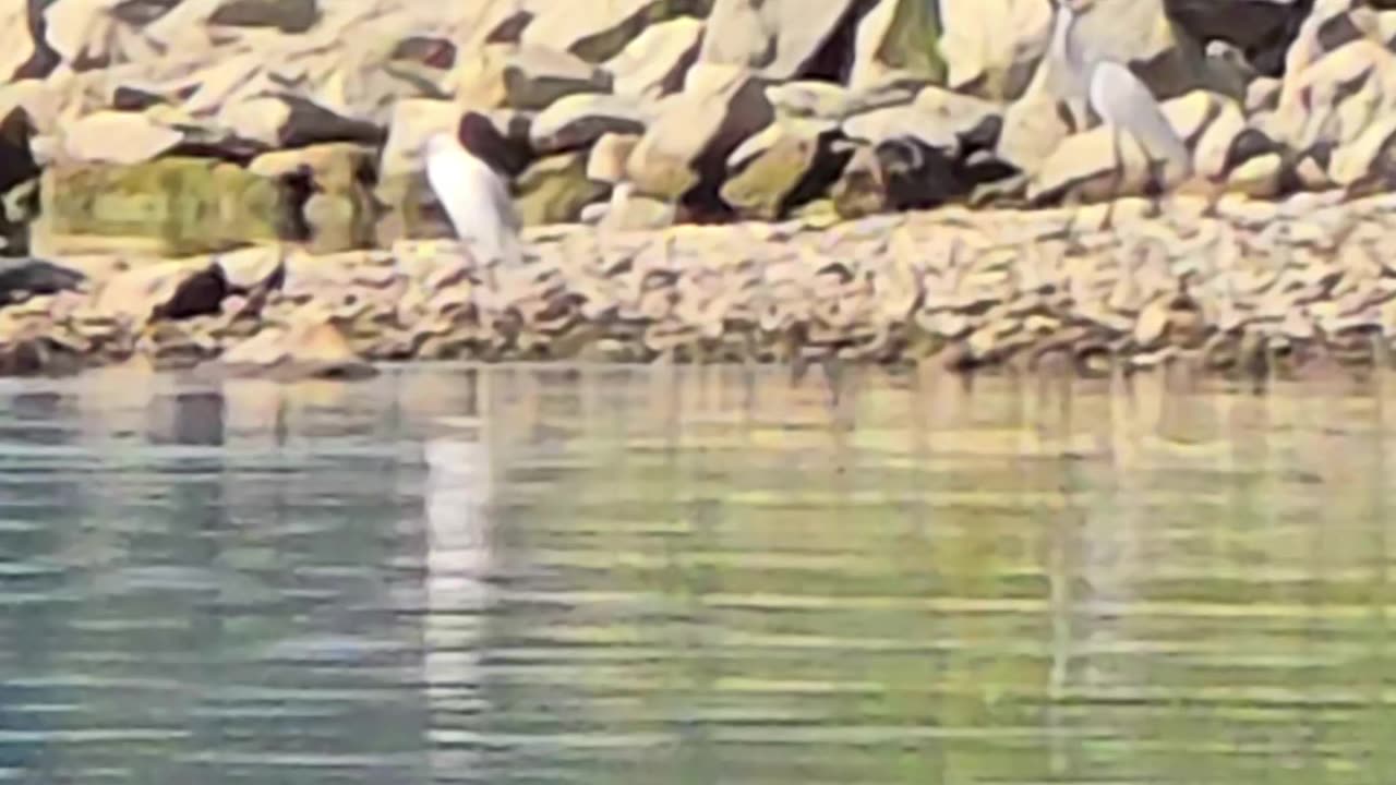 Heron approaching the riverbank / Swans / Herons