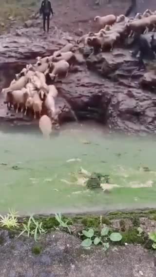 Nabywanie "odporności stadnej" przy wsparciu rady medycznej i "ekspertów".