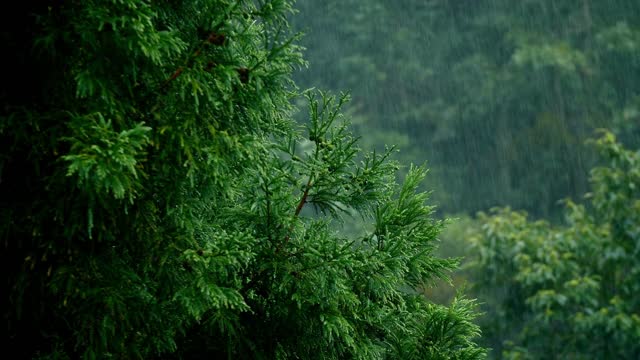 Thunderstorm in the Forest- Relaxing Video