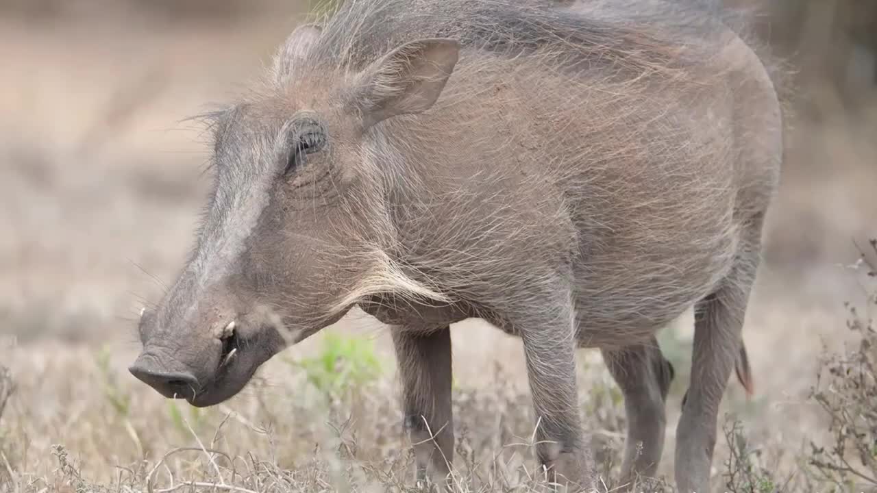 ADDO TOURS | Elephant safari with VALLEY BUSHVELD COUNTRY LODGE & SAFARIS