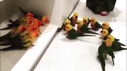 Cute And Funny Color Parrot Gang War