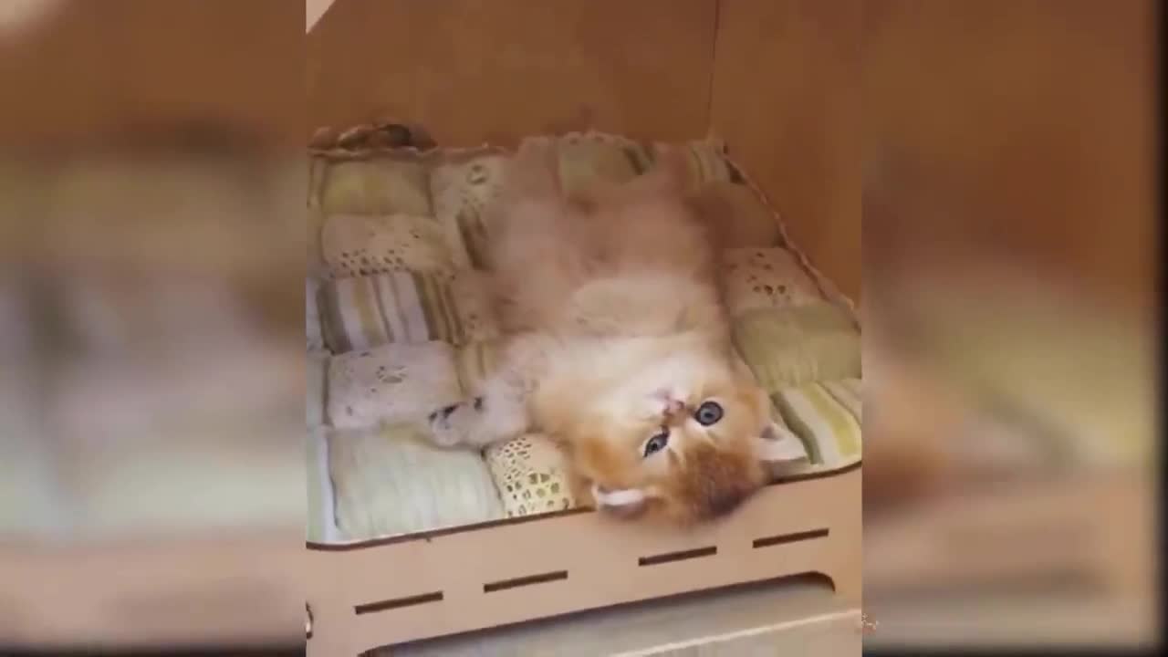 FUNNY CAT VIDEO