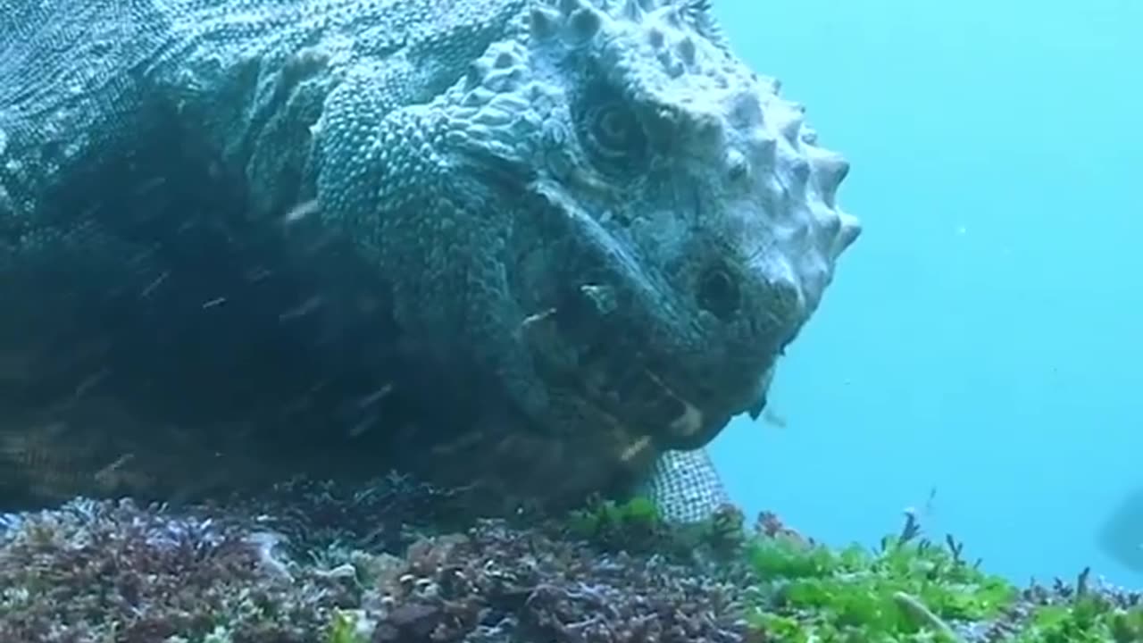 The scuba iguana. Eating grass from the sea.