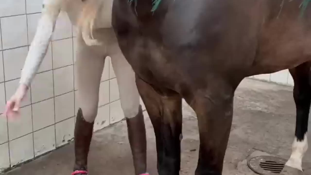 Time for a bath #equestrian #horse #horselover #horseriding