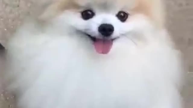 USA Cute🌹pom#short shorts video pomeranian--pome lovely video ji
