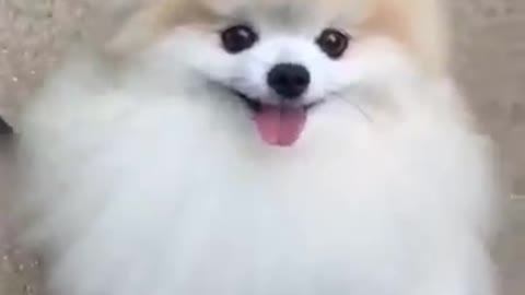 USA Cute🌹pom#short shorts video pomeranian--pome lovely video ji