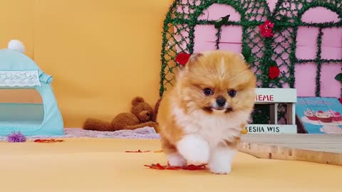 Micro teacup Pomeranian puppies for sale