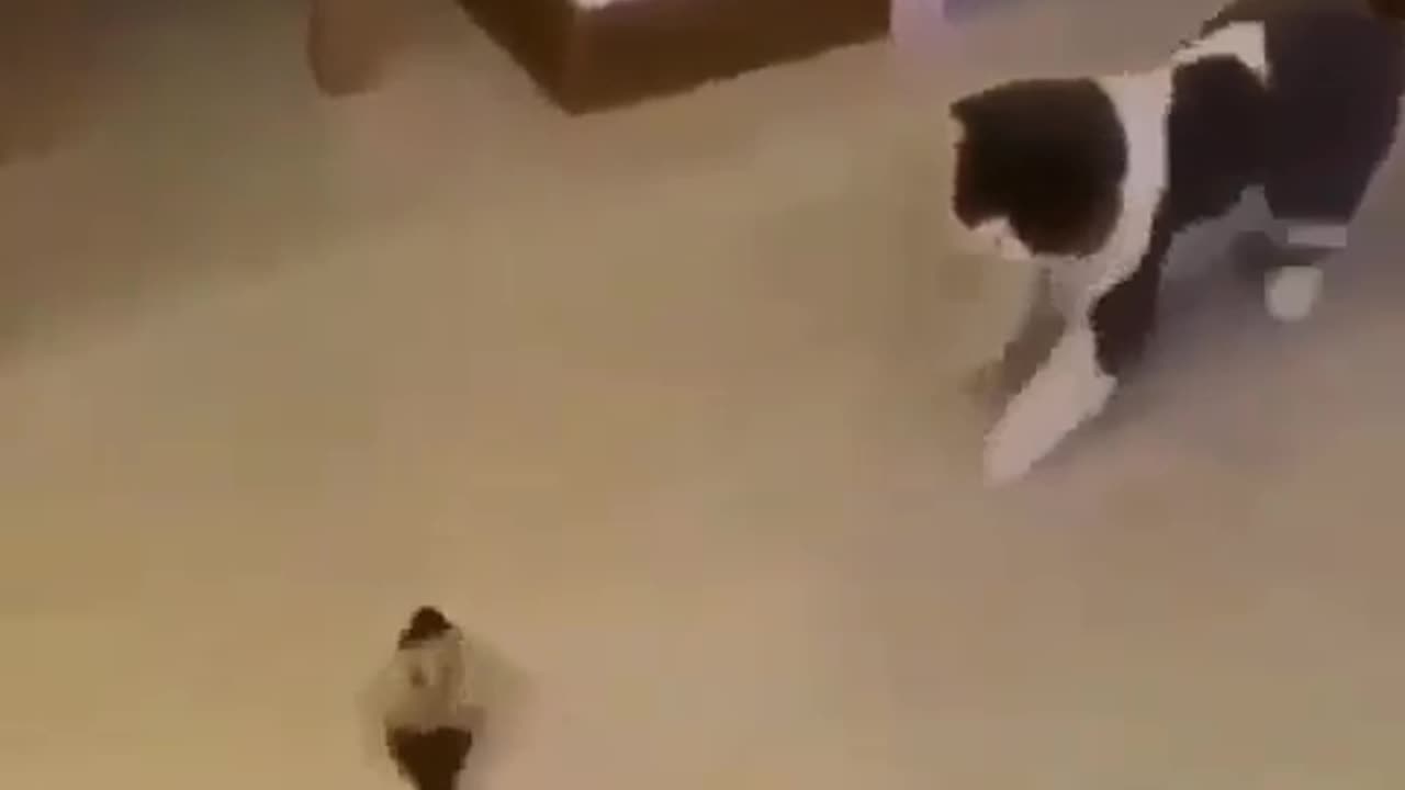 Cute and funny animals