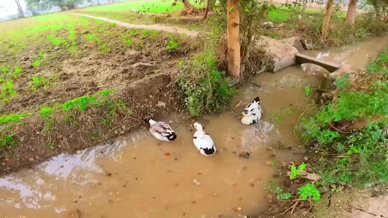 Daily Life In Punjab Village | Most Peaceful Village In Pakistan