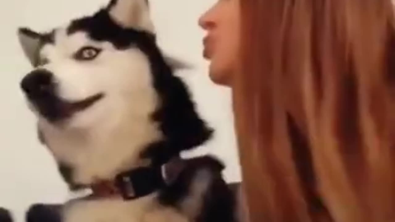 Husky pranks his best friend