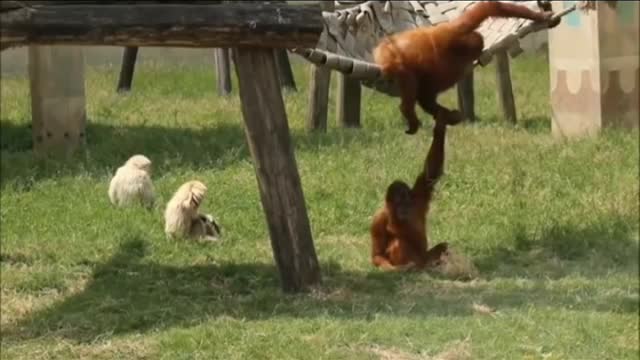 Cute_Gibbons_Playing