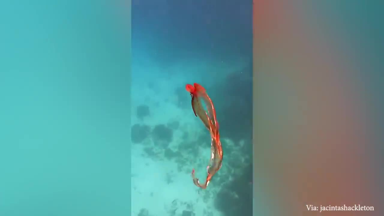 Funny Animal That Will Absolutely Brighten Up Your Day 😍