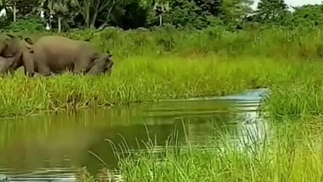 An elephant drinking water had its trunk cut off by crocodile